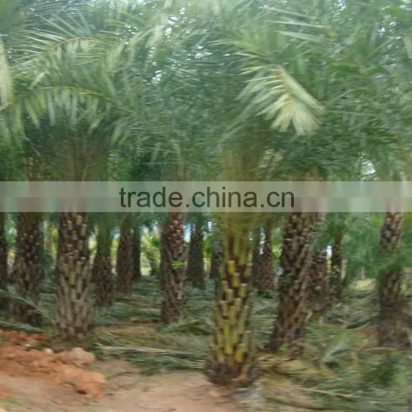 Hot Wholesale Outdoor Ornamental Decrotive Landscaping Phoenix Sylvestris Palm Trees Plants photo-2