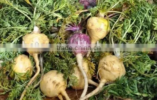 High Quality 40% Macamides Maca Root Extract Powder photo-2