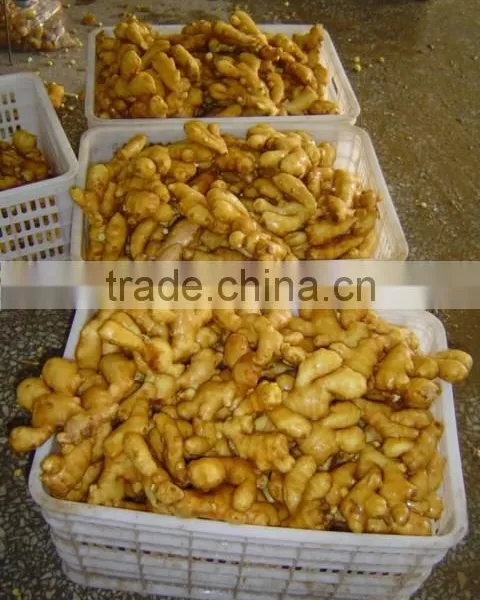 Organic Fresh Ginger photo-2