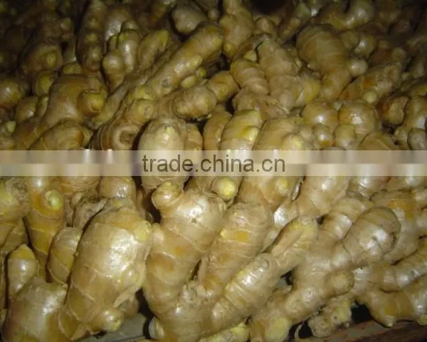 Fresh Air Dried Ginger photo-2