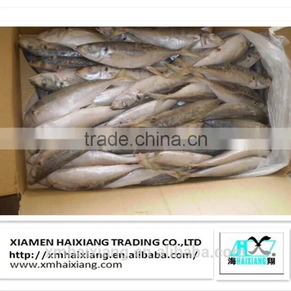 Price for Frozen Horse Mackerel Fish photo-5
