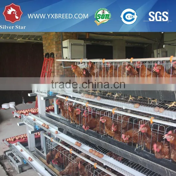Chicken Breeding Cage for Poultry Farm photo-4