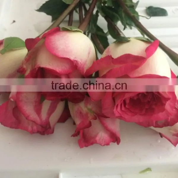Fresh Cut Roses Fresh Flowers