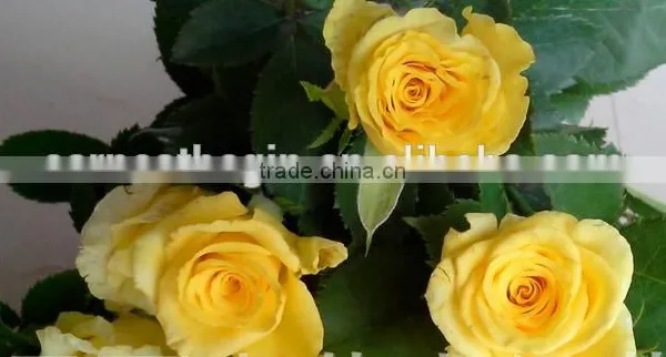 Fresh Cut Yellow Roses Flower Fresh Cut Flowers Top Quality photo-4
