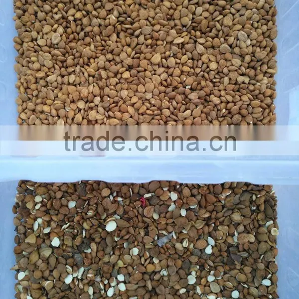 High Capacity Almond Color Sorter Machine in China photo-5