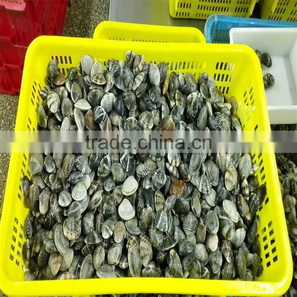 Frozen Cooked Short Necked Clam No Sand No Shell Pieces photo-3