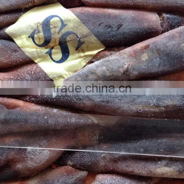 Frozen Squid(loligo Squid,frozen Fish) photo-5