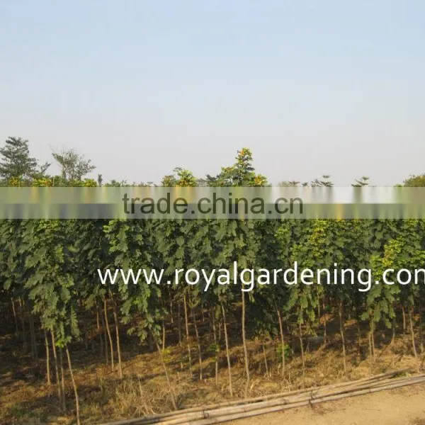Cassia Glauca Trees Tropical and Subtropical Trees photo-2