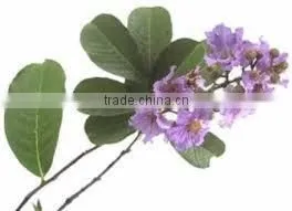 Banaba Extract photo-3