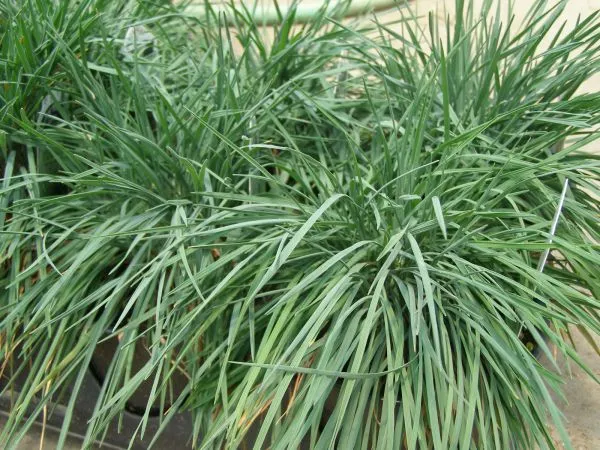 Lime Green Decoration Ornamental Garden Plants Decoration White