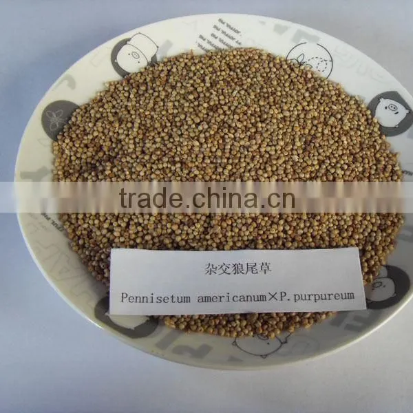 Hot!!! Forage Seed Pennisetum Americanum P.purpureum Seed