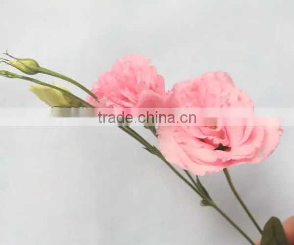 Fresh Newest Flower for Girlfriend photo-2