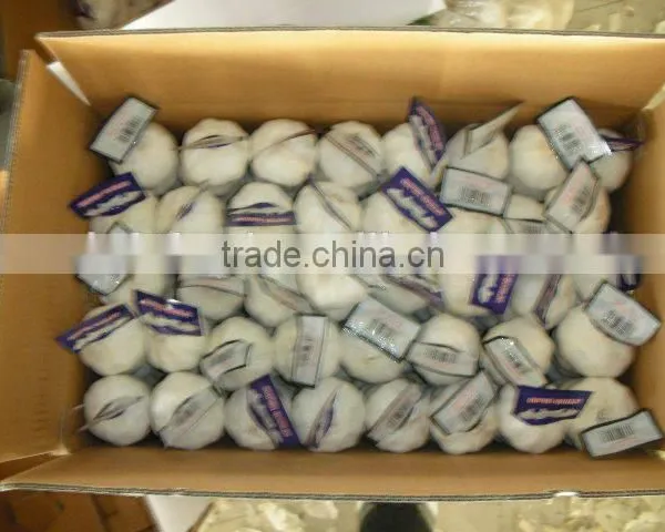 Garlic Price in China photo-5