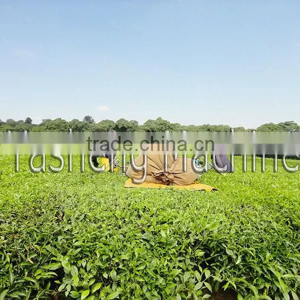 2016 Petrol Tea Harvester