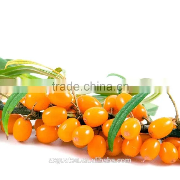 Best Price of 100% Nature Green Seabuckthorn Juice Concentrate photo-6