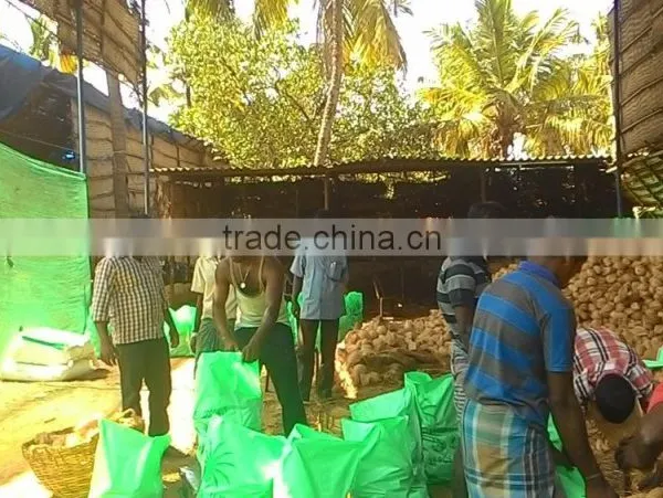 Matured Coconuts photo-4