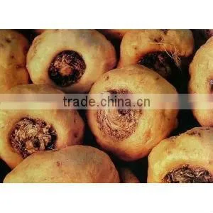 2016 Sells Best 100% Natural Maca Root Extract--natural Maca Root Powder