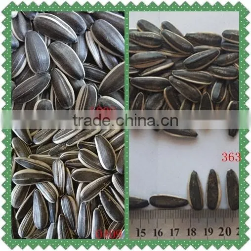 8mm Chinese Sunflower Seeds