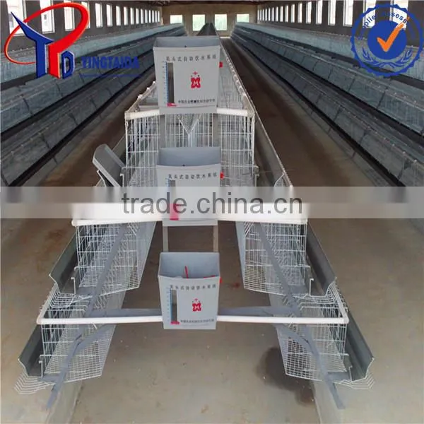 Chiken photo-4