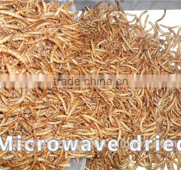 2.5cm Dried Tenebiro Molitors for Wild Bird Food photo-2