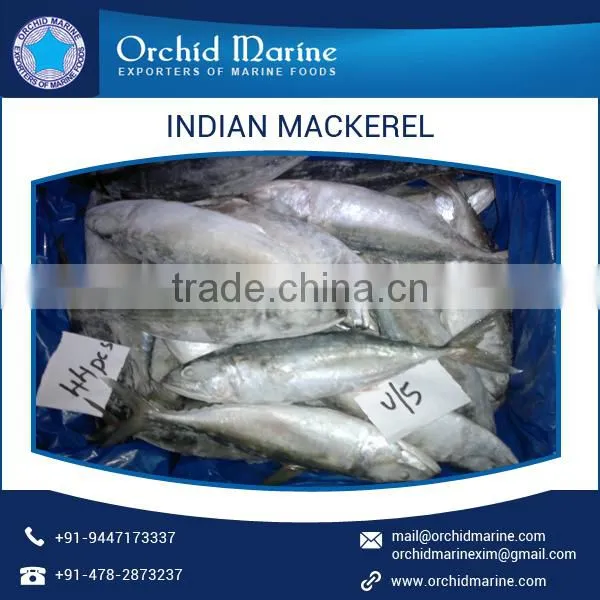 Frozen Indian Mackerel Fish at Low Price for Bulk Purchase photo-6