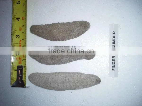 Isostichopus Fuscus photo-2