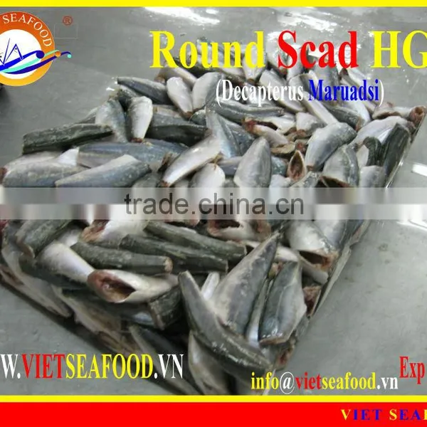 FROZEN ROUND SCAD HGT photo-4