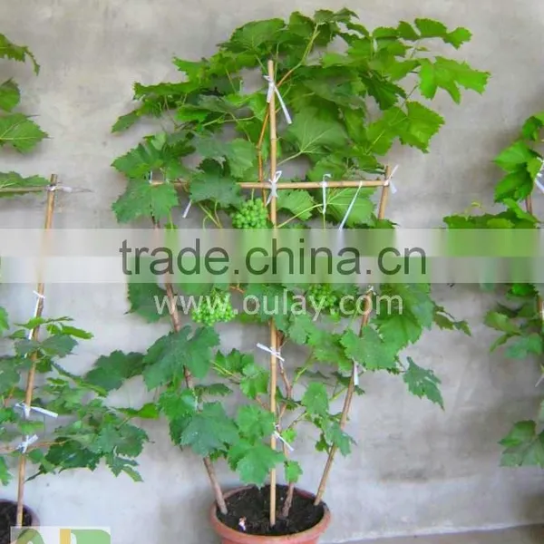 Bamboo Pot Grape Trellis for Supporting Plant photo-3