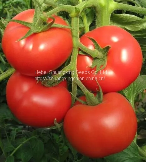 Chinese Vegetable Seeds Tomato Seed for Greenhouse f1 Tomato Seeds
