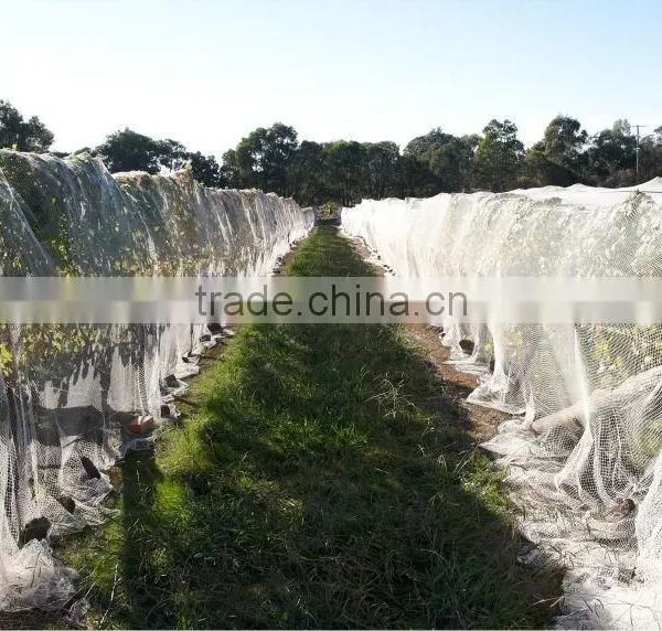 (20 Years Shanghai Factory) Hot Selling , New Arrival, Floriculture HDPE Vineyard Net on Semillon Vine , 33 GSM / 20101-33 photo-3