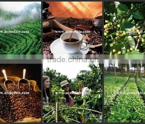 Wholesale Good Quality Yunnan Green Coffee Beans photo-6