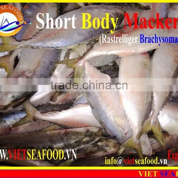 FROZEN SHORT BODY MACKEREL W/R photo-5
