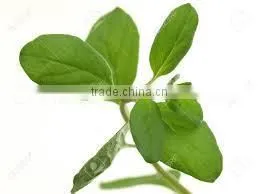 Marjoram Leaves photo-2