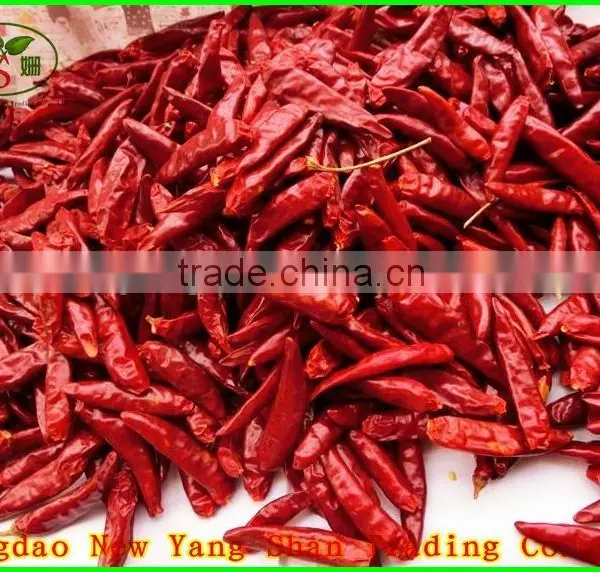 (HOT)TOMATOES/FRESH TOMATOES photo-6