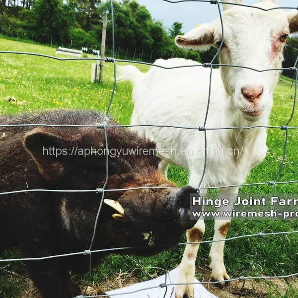 Farm Fence Field Fence Goat Cattle Deer Stock Fencing Grassland Hinge Joint Fixed Knot Fence High Tensile Strenght photo-5