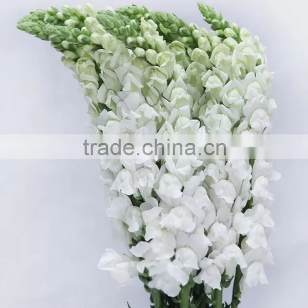 Fashionable Top Sell White Snapdragon Flower photo-3