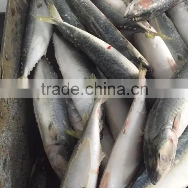 Canned Mackerel Manufacturers photo-2