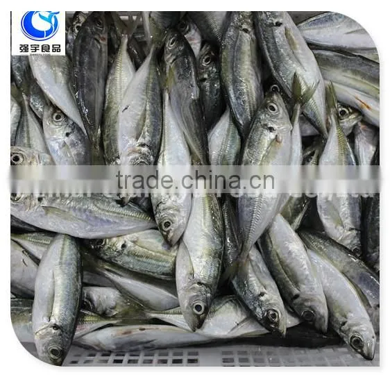 Frozen Food Freozen Yellow Tail Horse Mackerel Fish