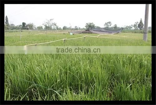 Stretched Plastic Netting | Fence to Protect Agriculture and Plants photo-2