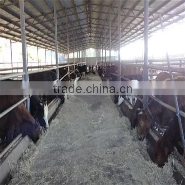 LTX006 Steel Structure Cow Shed photo-6