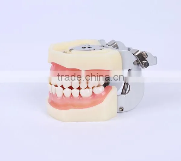 New Design Wholesale Dental Teaching Model Standard Tooth Model of White Alundum Dentition Model photo-3