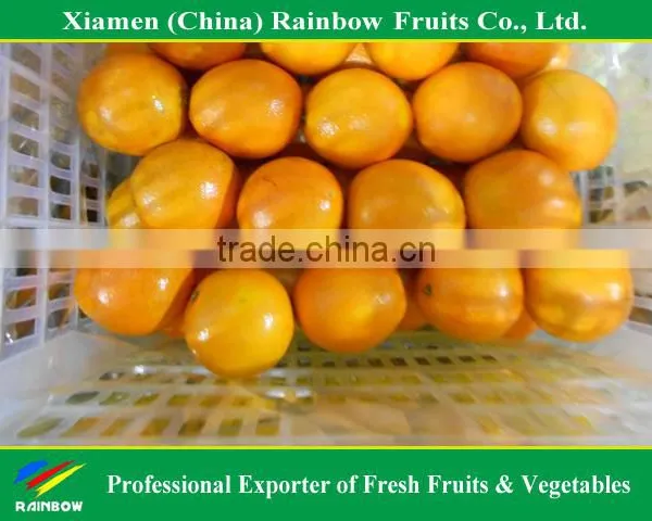 Fresh Mandarin Orange Navel Orange photo-4