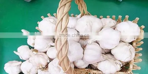 Hot Sale 2016 Fresh Chinese Normal White Garlic photo-3