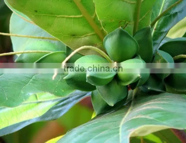 Terminalia Catappa L. photo-2