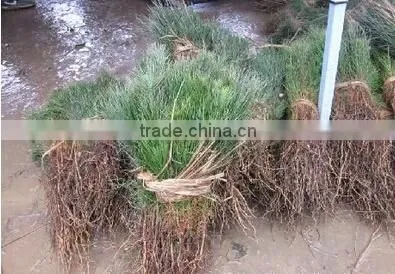 Pinus Massoniana Seedling photo-2