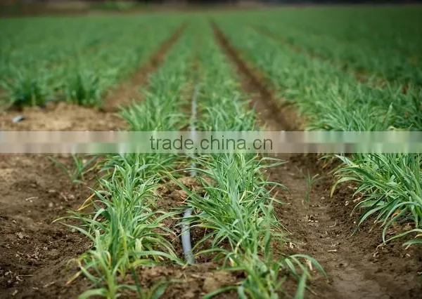 Farm Irrigation Drip Tape for Agriculture Watering 0.2mm Wall Thickness photo-4