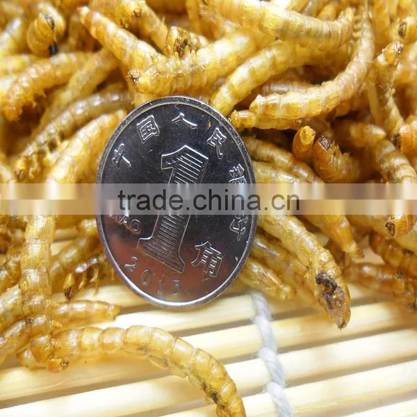 Dried Mealworms With Best Quality and Reseasonable Price