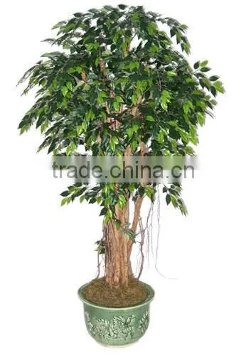 SJ2001022 Small Potted Foliage Banyan Tree Landscaping Decoraative Garden Tree photo-5
