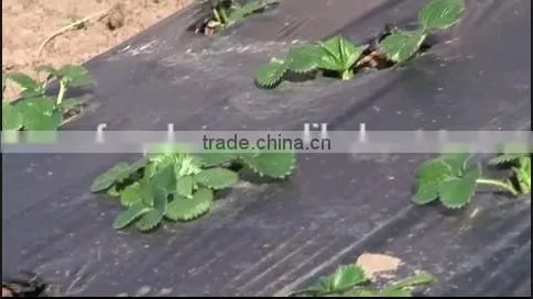High Quality Agricultural Ground Cover photo-5