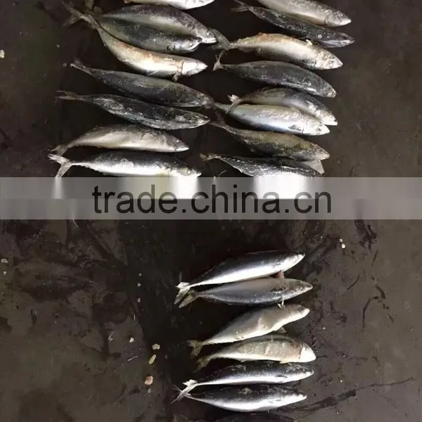 Sea Frozen Mackerel 500-750g 2016 photo-6
